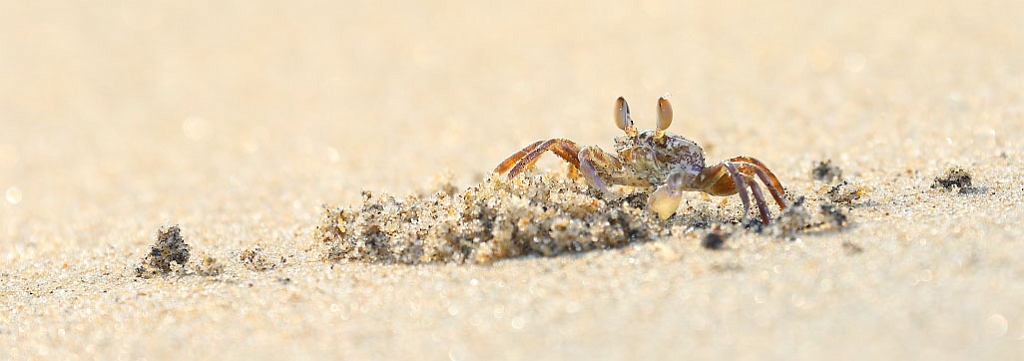 J18_2738 Sand Crab, Negombo.JPG